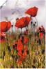 Artland Wandbild "Mohnblumen im Morgenlicht", Blumenwiese, (1 St.), als Alubild,