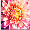 Wandbild ARTLAND "Dahlie" Bilder Gr. B/H: 100 cm x 100 cm, Leinwandbild Blumen,...