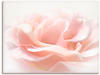 Wandbild ARTLAND "Rose I" Bilder Gr. B/H: 80 cm x 60 cm, Leinwandbild Blumen