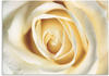 Wandbild ARTLAND "Weiße Rose" Bilder Gr. B/H: 70 cm x 50 cm, Alu-Dibond-Druck
