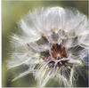 Artland Wandbild "Pusteblume II", Blumen, (1 St.), als Alubild, Outdoorbild,...