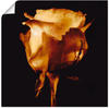 Artland Wandbild "Vergoldete Rose", Blumen, (1 St.), als Leinwandbild, Poster in