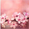 Artland Wandbild "Kirschblüten", Blumen, (1 St.), als Alubild, Outdoorbild,