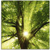 Artland Wandbild "Sonne strahlt explosiv durch den Baum", Bäume, (1 St.), als