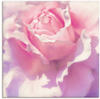 Wandbild ARTLAND "Rosa" Bilder Gr. B/H: 100 cm x 100 cm, Leinwandbild Blumen, 1...
