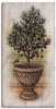 Artland Leinwandbild "Olivenbaum mit Holzoptik", Pflanzen, (1 St.)