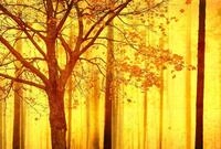 Architects Paper Fototapete "Atelier 47 Edge 2" Wald glatt Wald Fototapete Edge...