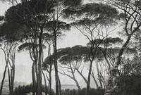Architects Paper Fototapete "Atelier 47 Treetops 2" Wald glatt Vlies, Wand,...