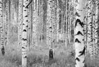 Komar Vliestapete "Vlies - Woods - Gr&ouml;&szlig;e 368 x 248 cm" bedruckt glatt Wohnzimmer,