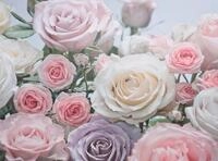 Komar Fototapete "Floraison - Gr&ouml;&szlig;e 368 x 254 cm" bedruckt glatt Wohnzimmer,