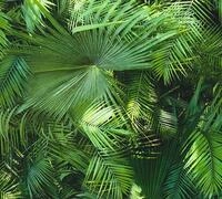 living walls Vliestapete "Neue Bude 2.0" botanisch floral tropisch glatt...