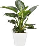 Scheurich Blumentopf "27/808"