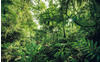 KOMAR Vliestapete "Into The Jungle" Tapeten 400x250 cm (Breite x Höhe), Vliestapete,