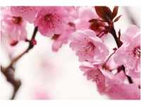 PAPERMOON Fototapete "Peach Blossom" Tapeten Gr. B/L: 4 m x 2,6 m, Bahnen: 8...