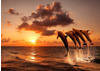 PAPERMOON Fototapete "Sunset Jumping Dolphins" Tapeten Gr. B/L: 4 m x 2,6 m,...