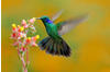 PAPERMOON Fototapete "Hummingbird Colibri Thalassinus" Tapeten Gr. B/L: 4 m x...