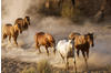 PAPERMOON Fototapete "Wild Horses" Tapeten Gr. B/L: 4 m x 2,6 m, Bahnen: 8 St.,...
