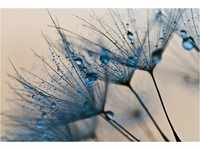PAPERMOON Fototapete "Abstract Dandelions" Tapeten Gr. B/L: 4 m x 2,6 m,...