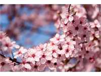 PAPERMOON Fototapete "Springtime Flowers" Tapeten Gr. B/L: 4 m x 2,6 m, Bahnen:...