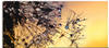 Wandbild ARTLAND "Pusteblume mit Tautropfen benetzt" Bilder Gr. B/H: 100 cm x...