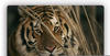 Glasbild WALL-ART "Tiger" Bilder Gr. B/H: 60 cm x 40 cm, braun Glasbilder...