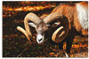 Leinwandbild ARTLAND "Mufflon" Bilder Gr. B/H: 90 cm x 60 cm, Wildtiere...