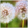 Artland Glasbild "Pusteblume Zweisamkeit", Blumen, (1 St.), in verschiedenen...