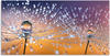 Artland Wandbild "Pusteblumen Tautropfen", Blumenbilder, (1 St.), als Alubild,