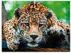 Wandbild ARTLAND "Südamerikanischer Jaguar" Bilder Gr. B/H: 80 cm x 60 cm,