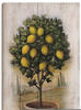 Artland Leinwandbild "Zitronenbaum mit Holzoptik", Bäume, (1 St.), auf...