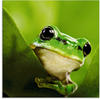Artland Glasbild "Ausspähender Frosch", Wassertiere, (1 St.)
