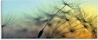 Artland Glasbild "Goldener Sonnenuntergang und Pusteblumen" Blumen 1 Stk. tlg. in