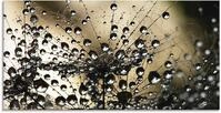 Artland Glasbild "Nasser L&ouml;wenzahn" Blumen 1 Stk. tlg. in verschiedenen Gr&ouml;&szlig;en