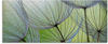 Glasbild ARTLAND "Pusteblumen-Samen II" Bilder Gr. B/H: 125 cm x 50 cm, Blumen,...
