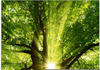 Artland Glasbild "Sonne strahlt explosiv durch den Baum", Bäume, (1 St.), in