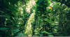 KOMAR Vliestapete "Green Leaves" Tapeten 450x280 cm (Breite x Höhe), Wohnzimmer,