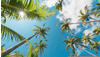 KOMAR Vliestapete "Coconut Heaven II" Tapeten 450x280 cm (Breite x Höhe),