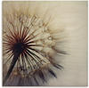 Holzbild ARTLAND "Große Pusteblume" Bilder Gr. B/H/T: 50 cm x 50 cm x 1,2 cm,