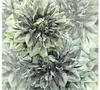 KOMAR Vliestapete "Emerald Flowers" Tapeten 300x280 cm (Breite x Höhe) Gr. B/L: 300
