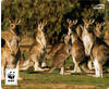 speedlink Mousepad TERRA WWF Känguru
