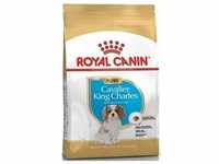 ROYAL CANIN Cavalier King Charles Spaniel Junior 1,5kg +Überraschung für den...