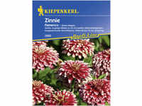 Kiepenkerl Zinnie Red White Bicolor Flamenco Zinnia elegans, Inhalt: ca. 50 Pflanzen