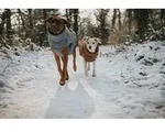 HUNTER Hundemantel Paxson Dachshund 36, taubenblau