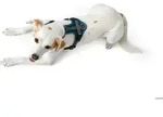 HUNTER Geschirr Maldon XS, petrol/grau
