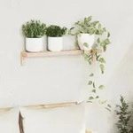 vidaXL Wandregal 62x10x12,5 cm Massivholz Walnuss