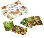 Das Ernst-Haeckel-Memo-Spiel