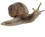 Bullyland - Weinbergschnecke