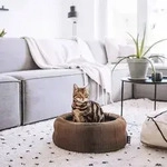 DISTRICT70 3-in-1 zusammenklappbares Katzenbett Labyrinth aus Karton