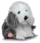 Sheepdog Dog