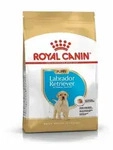 Labrador Retriever Puppy 12kg